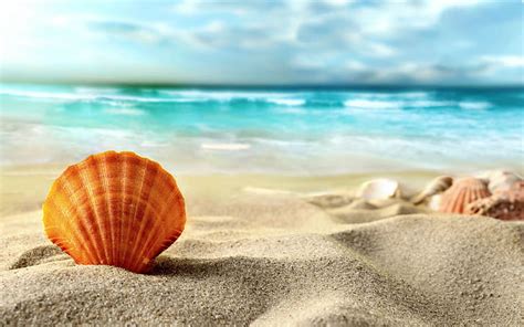 HD wallpaper: Whelk Shell, brown conch shell, Nature, Beach, land ...