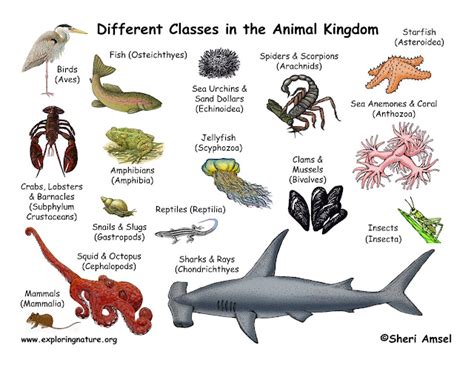 Animal Classes