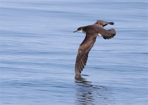 Manx Shearwater by Dave Williams - BirdGuides