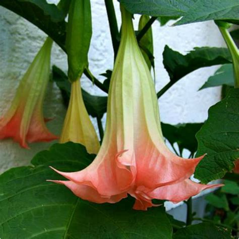 Live Plant Angel Trumpet White Pink or Orange Blooms | Etsy | 美しい花, ネイチャー, 植物