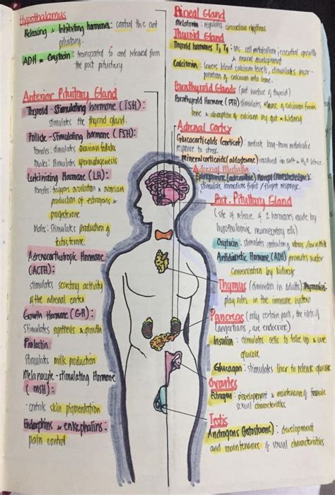 nursing | Nursing school survival, Nursing school notes, Nursing school studying