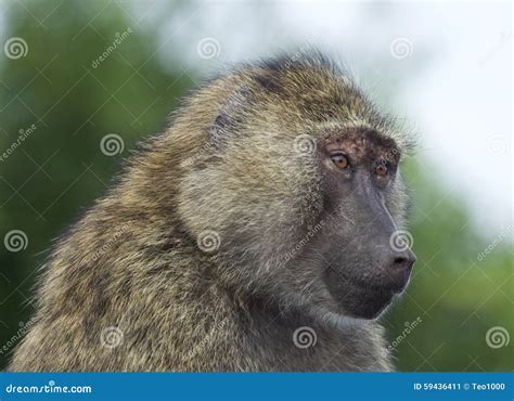 Funny portrait of a baboon stock image. Image of ischial - 59436411