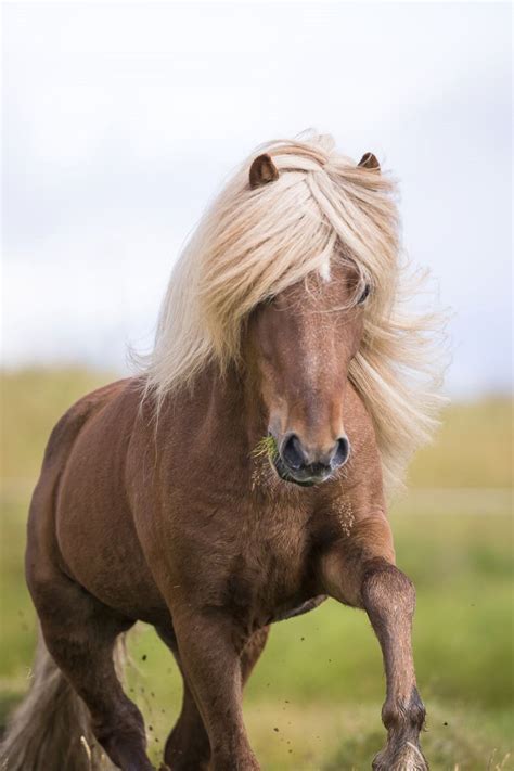 #horsesoficeland #icelandichorse #iceland #islandpferd #horselover #horses Horses And Dogs, Cute ...