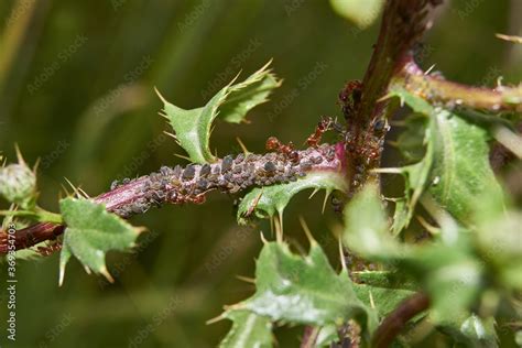 Symbiosis of ants and aphids. The ant tickles the aphids with its antennae, and it gives off a ...