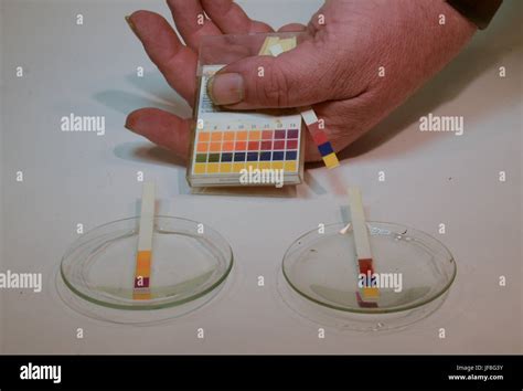 Universal indicator strips for pH value are shown in use on an alcaline solution with pH=14. To ...