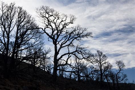 Forest fire damage stock image. Image of national, hillside - 6482019