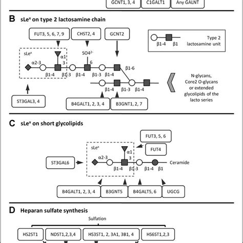 Representation of glycosylation pathways relevant to the study, based ...