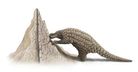 Giant Pangolin Size