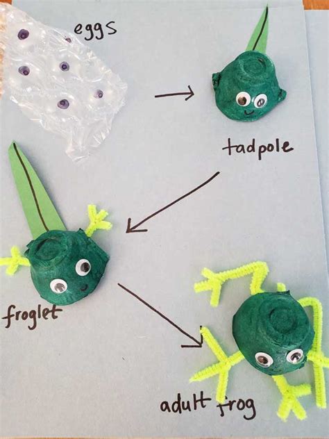 Frog Life Cycle Craft - Nantucket Land & Water Council