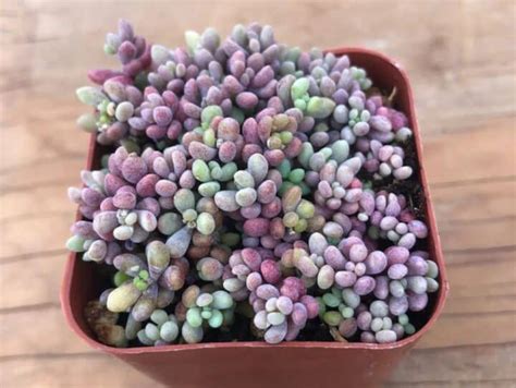 22 Unique Stonecrop Varieties For Your Garden - Sublime Succulents