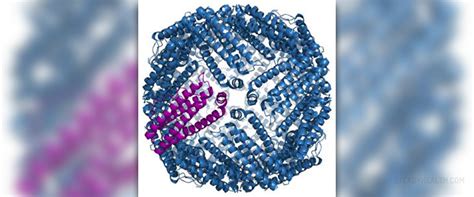 Ferritin levels normal range | Drugs & Medications articles | Therapies & Treatments center ...