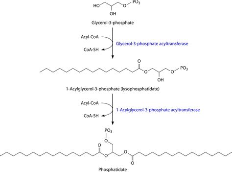 acyltransferase – Liberal Dictionary