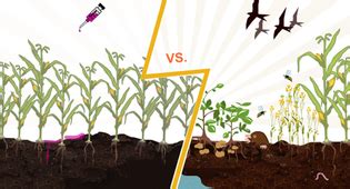 Monoculture Plantion Impacts - Monoculture Plantation