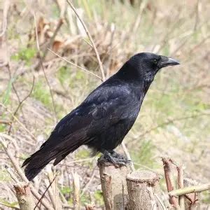 Carrion Crow - Facts, Diet, Habitat & Pictures on Animalia.bio