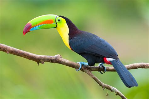 Keel-billed Toucan – AZ Birds