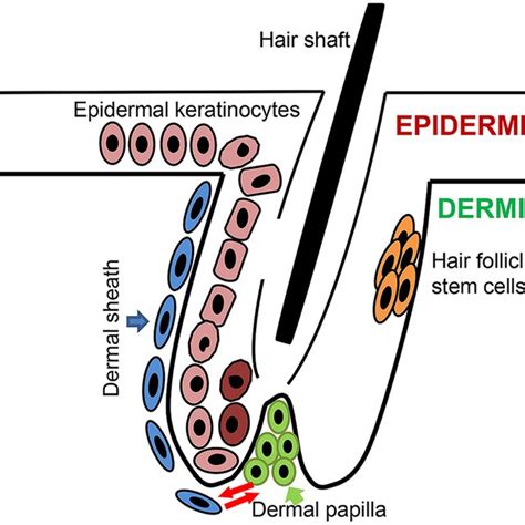 Illustration of hair follicle structure. The hair follicle contains the ...