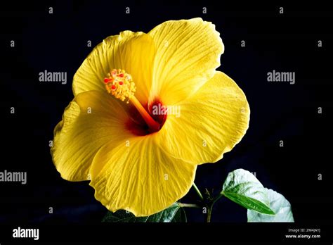 Hawaiian hibiscus. The yellow hibiscus is Hawaii's state flower. Isolated on black background ...