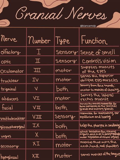 Facial Nerve Anatomy, Cranial Nerves Anatomy, Cranial Nerves Mnemonic, Brain Anatomy, Nursing ...