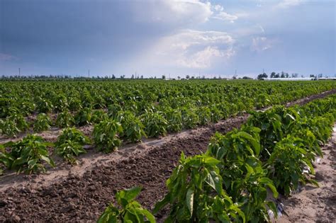 Young Freshly Planted Sweet Pepper Seedlings in a Farm Field. Growing Vegetables Outdoors on ...