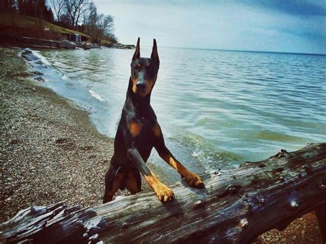 Pin by Loly Smith Dal Pozzo on Dobermann | Doberman pinscher, Pure breed dogs, Dog life