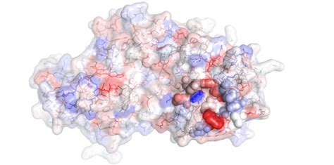 Protein engineering