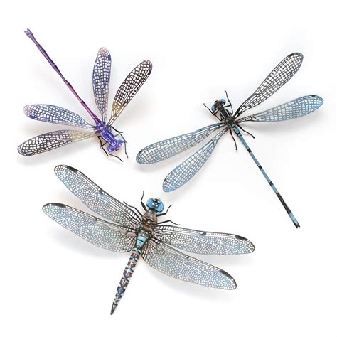 Realistic Paper Dragonfly, Damselfly, Double-sided, Paper-cut Craft Cutouts aerial Wunderkammer ...