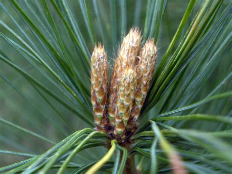 Red Pine Needles (2) Free Stock Photo - Public Domain Pictures