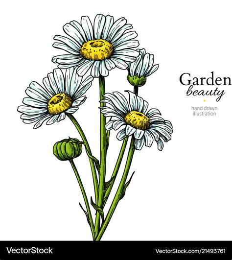 Daisy flower drawing hand drawn floral Royalty Free Vector