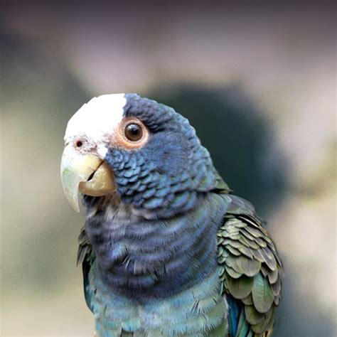 White-Capped Pionus Personality, Food & Care – Pet Birds by Lafeber Co.