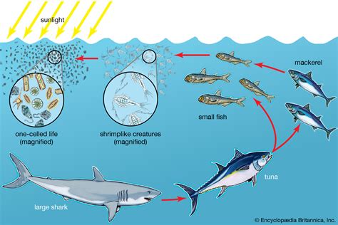 Ocean Food Chain Diagram - Randa Carolyne