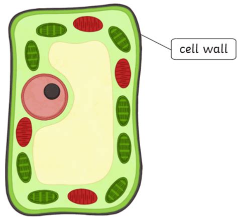 What is a cell wall? | Twinkl Teaching Wiki - Twinkl