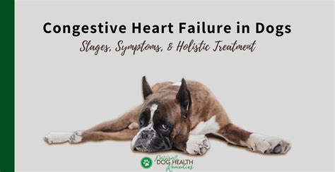 Is Congestive Heart Failure In Dogs Fatal