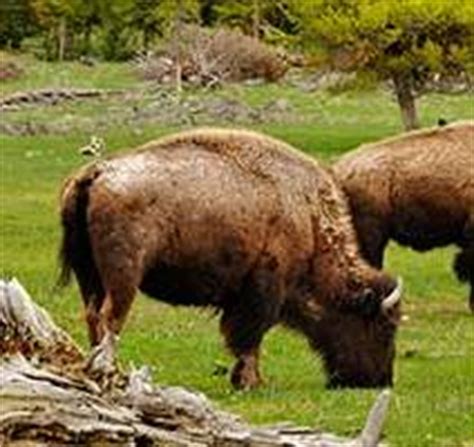 American Bison - Animal Facts and Information