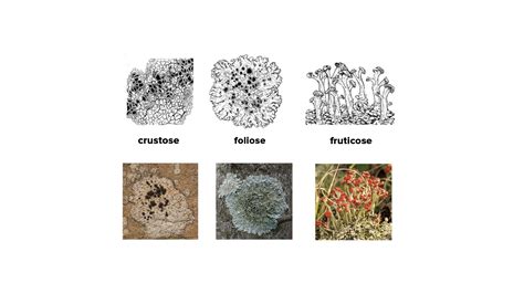 What are the three types of lichens?