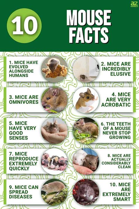 10 Essential Facts About Mice - A-Z Animals