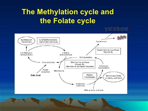 METHYLATION CYCLE AND IT\'S POLYMORPHISM