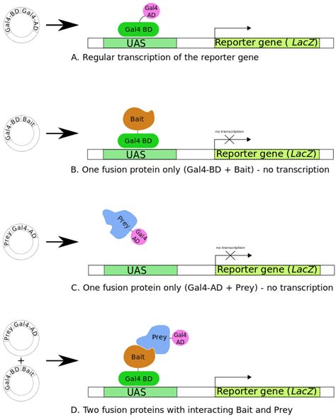 Protein Interaction (3) Yeast-Two-Hybrid Assay - Creative BioMart