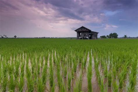 How to Grow Rice? Step-by-Step Guide | Environment Buddy