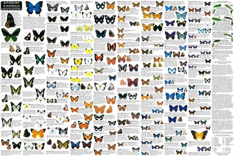 australian butterflies. :) wish i could get it large enough to read the cool facts. :) (With ...