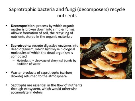 Communities and ecosystems - ppt download