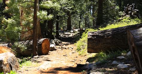 Free stock photo of forest trail, sequoia national forest, trail