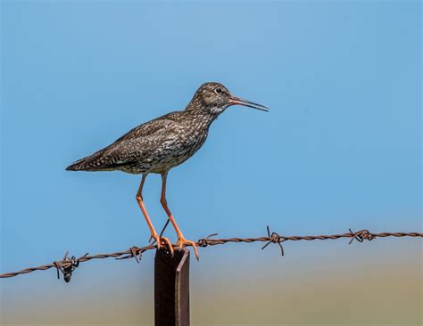 Birding around Qinghai Lake, China - 10,000 Birds