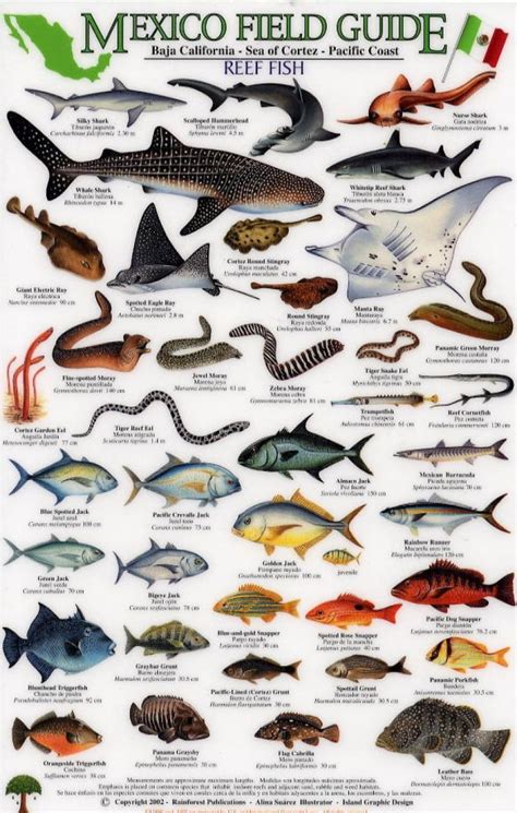 a poster with different types of fish and marine creatures on it's sides, including sharks