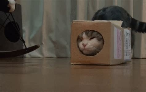 13 cat GIFs that are so cute we just can’t – The Eyeopener