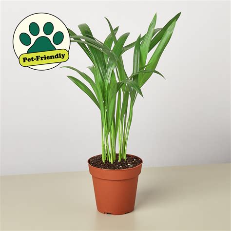 Areca Palm | Indoor Plant | Tropical Plant | Potted Plant — House Plant Shop