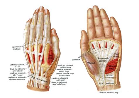 Palm And Dorsum Of Hand Photograph by Microscape/science Photo Library