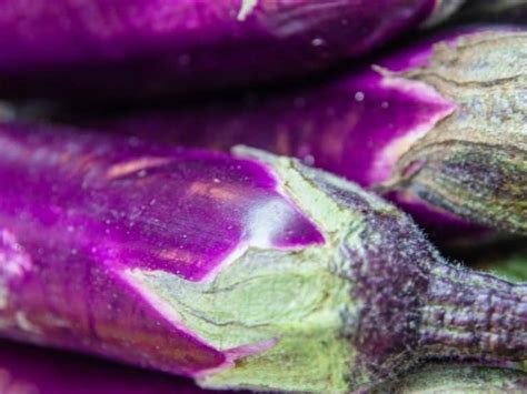 When To Harvest Japanese Eggplant - Gardening Tips 2024 - Northern Nester