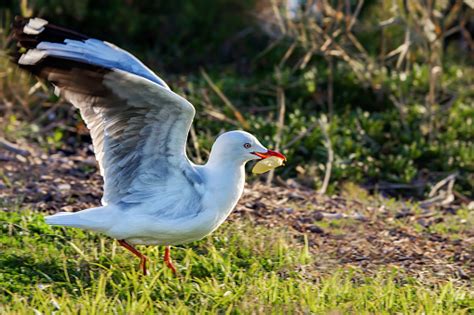 Seagull Eating A Chip Stock Photo - Download Image Now - iStock