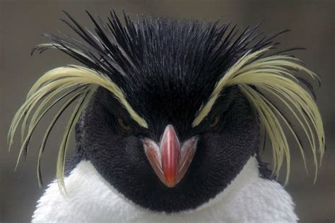 Characteristics of Rockhopper Penguins - HubPages