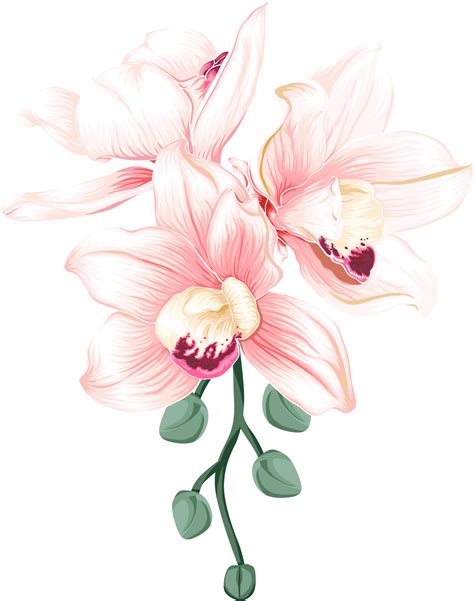 bouquet orchidée fleur dessin transparence background.floral objet ...